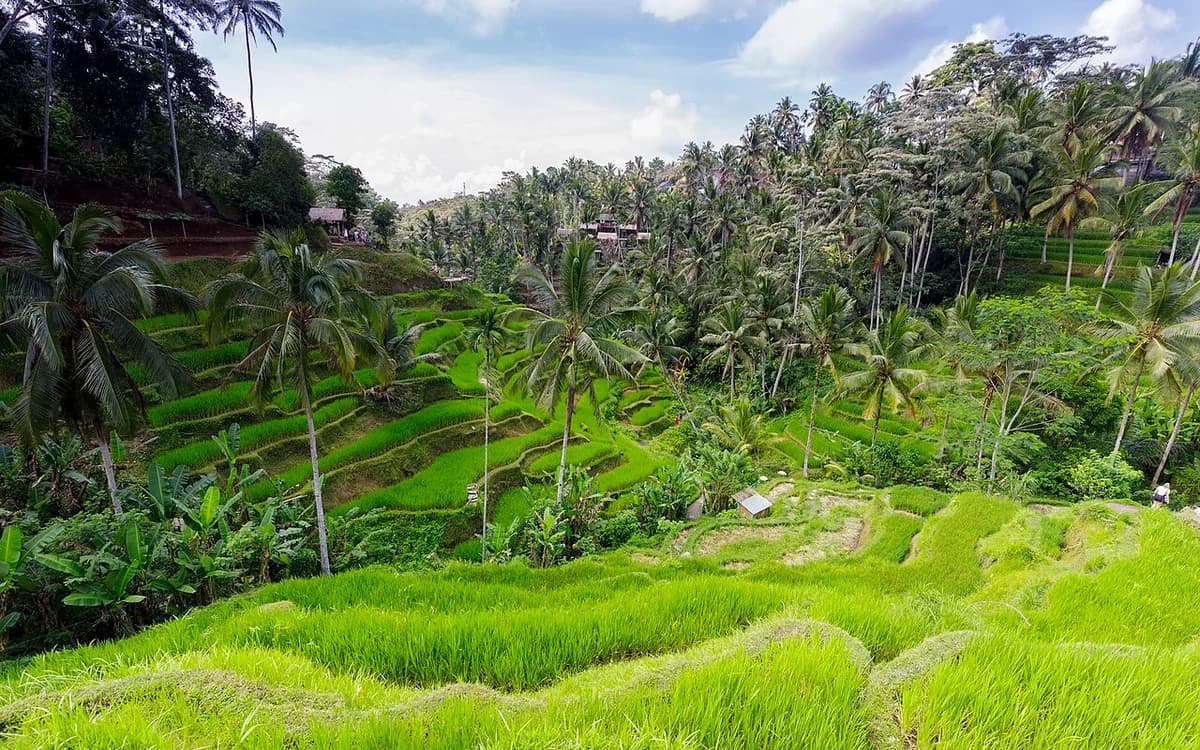 Tegalalang rice terraces in Bali, Indonesia
