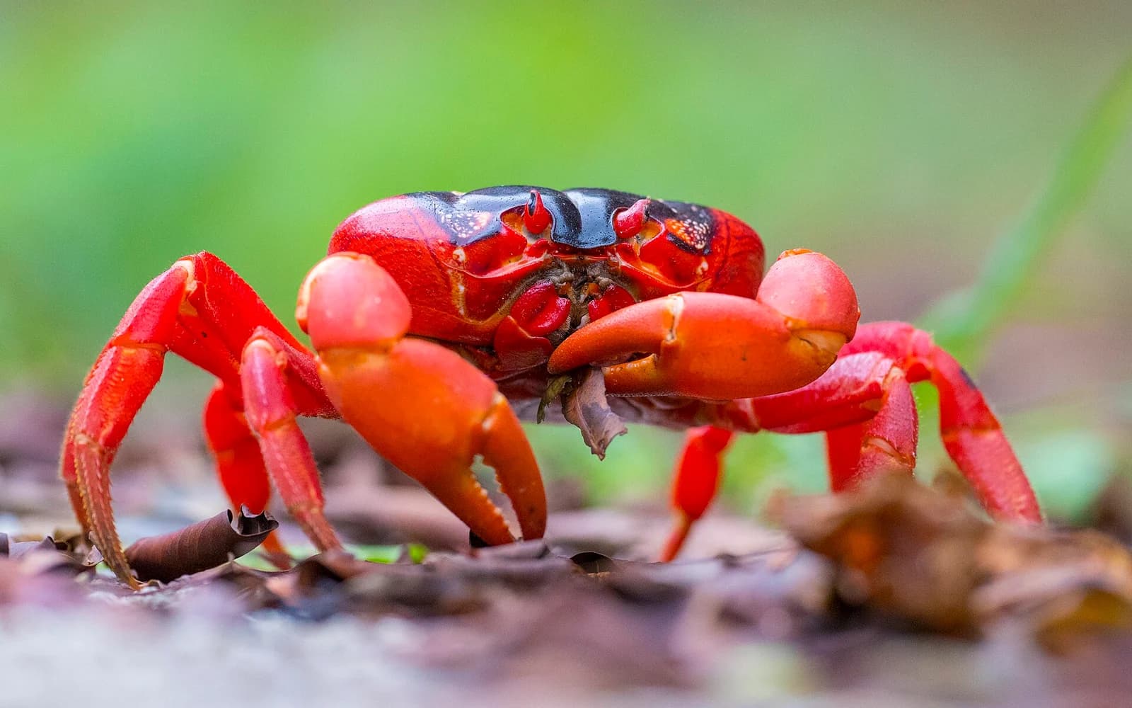 Christmas Island travel destination — Christmas Island travel guide